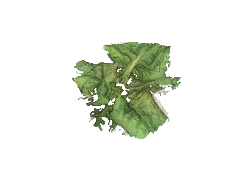 3D reconstruction of lettuce