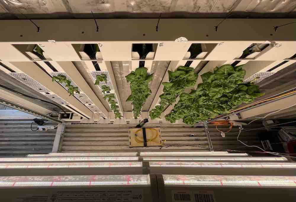 A Hybrid Cable-Driven Robot for Non-Destructive Leafy Plant Monitoring and Mass Estimation using Structure from Motion